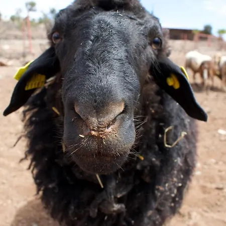 Siempreviva بيت للعطل أغيميس